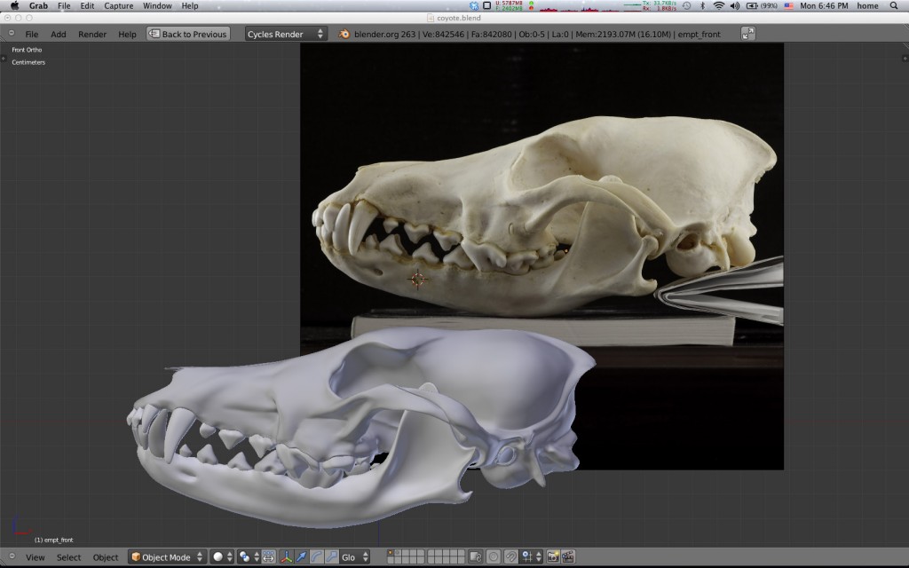 Coyote skull model  Canis latrans preview image 1